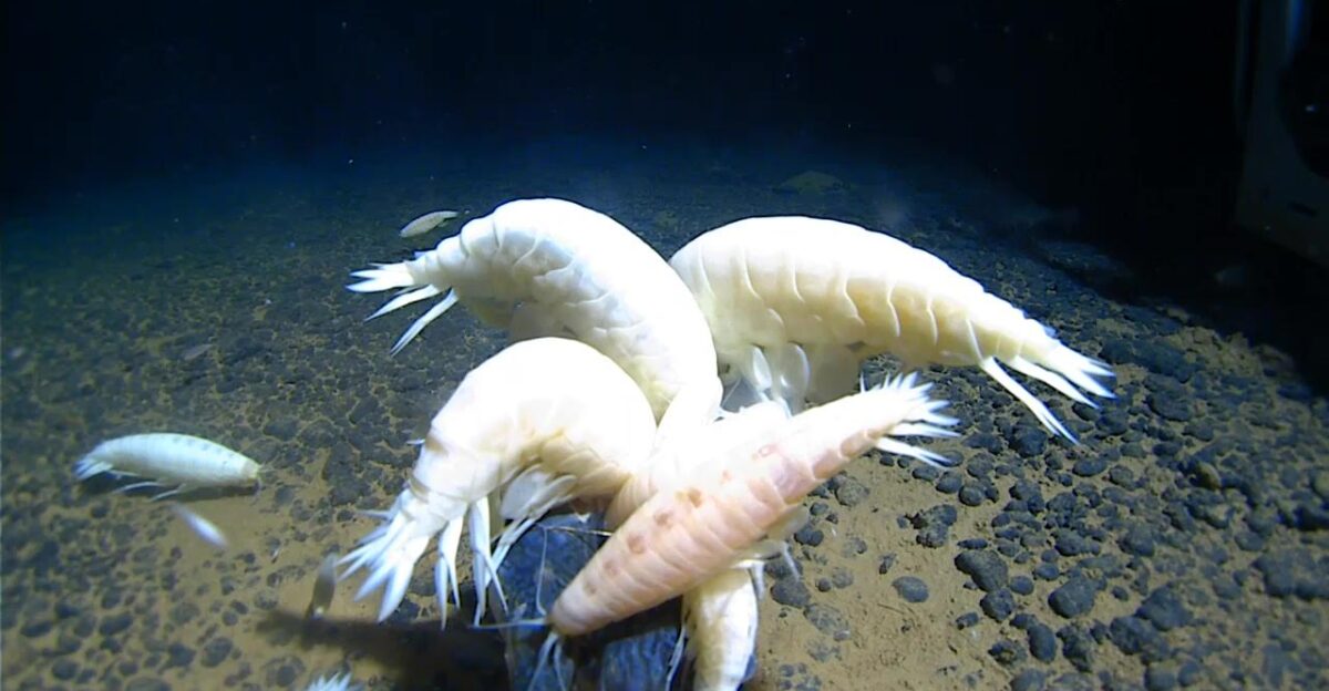 Alicella gigantea feeding at 6700m deep in the North Pacific