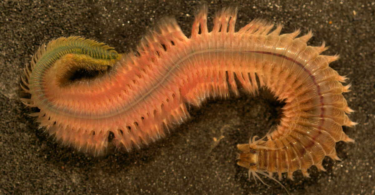 Epitoke form from de Spuikom Oostende - Belgium