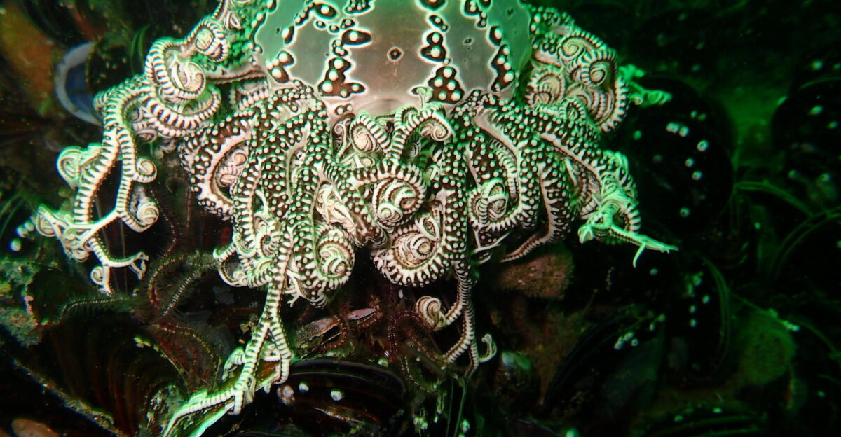 basket star Astrocladus euryale