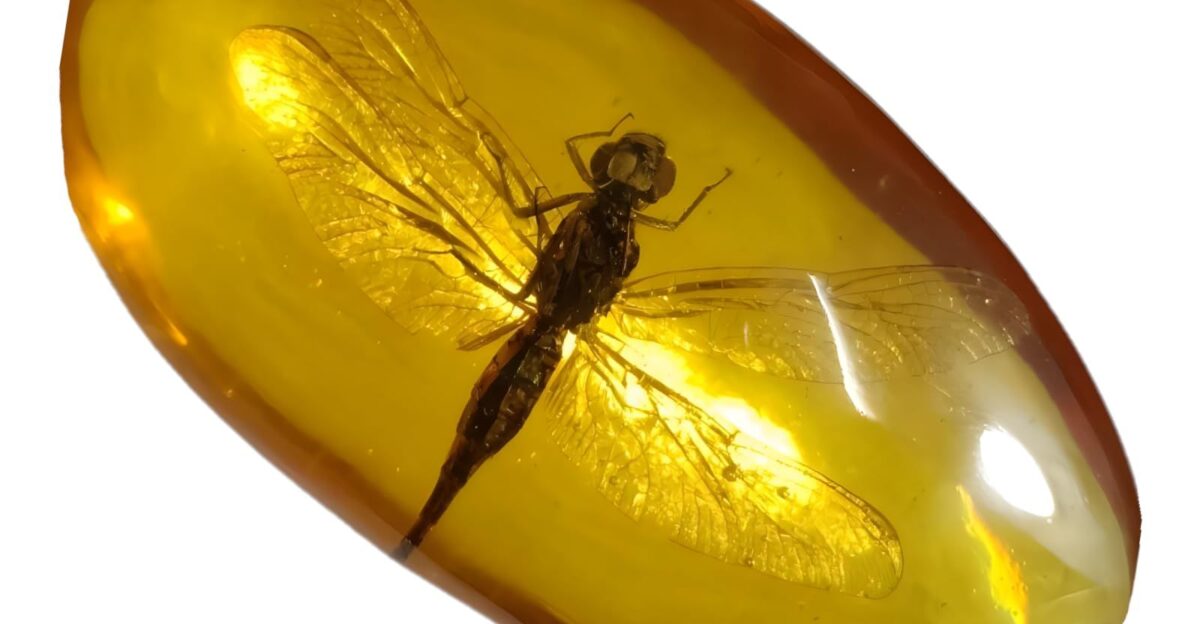 DRXRD Insect Amber Specimen Resin Real Bugs Taxidermy Fossil Artificial Amber Stone Ornament for Science Education and Collection Dragonfly by Amazon UK