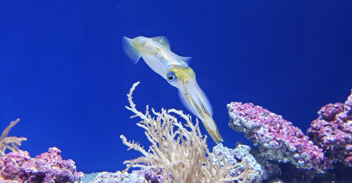 Bigfin reef squid Sepioteuthis lessoniana at the Monterey Bay Aquarium Please attribute to Evan Baldonado AquariumKids org