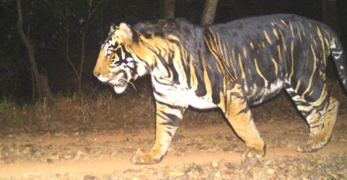 Tweet Text:
Glad to announce that #Odisha is setting up an exclusive Melanistic Tiger Safari near Similipal Tiger Reserve in #Mayurbhanj. Tourists and visitors can now have a glimpse of the rare and majestic species found only in Odisha.