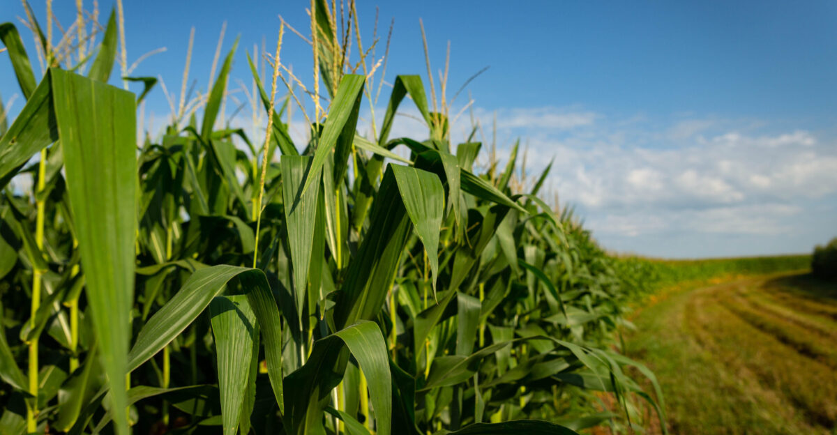 Iowa Corn Boards and Staff
