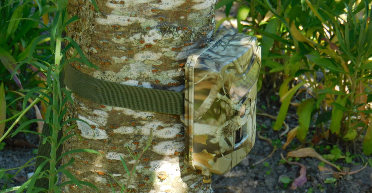 A camouflaged camera trap at an undisclosed location