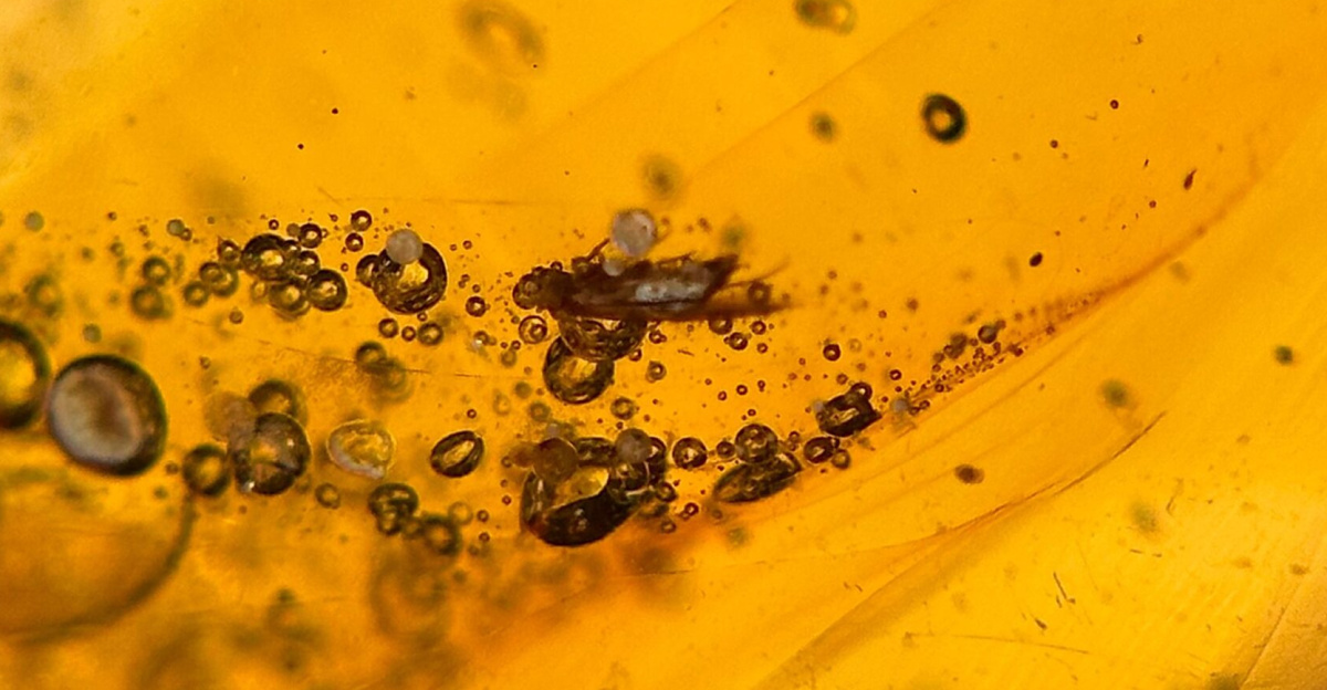Amber with Insect Inclusions by ArtByJacStudio