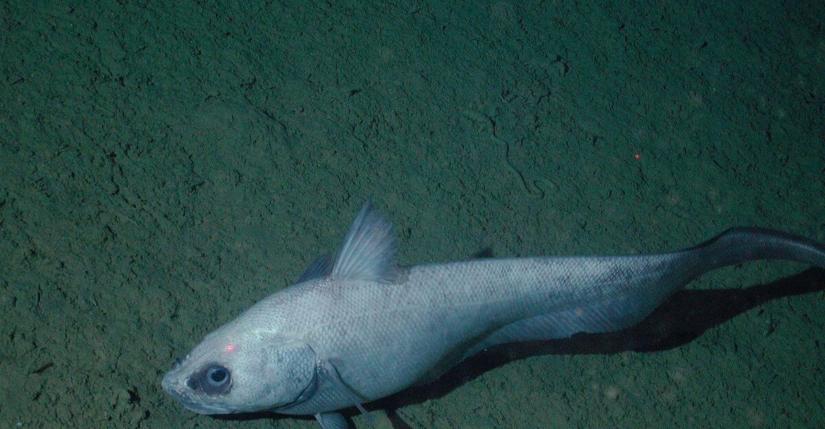 Grenadiers fish - Wikipedia by spitz