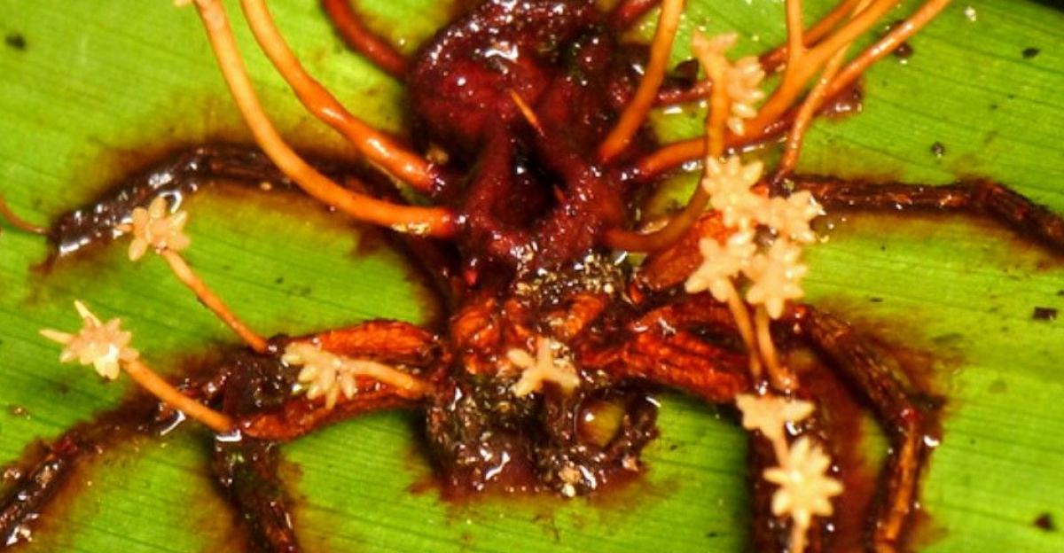 The Cordyceps Fungus Turns Insects into Zombies _ imgur by Kaitlin Moon