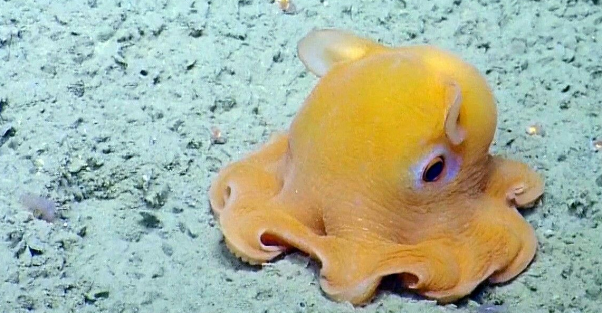 Dumbo Octopus by Meredith