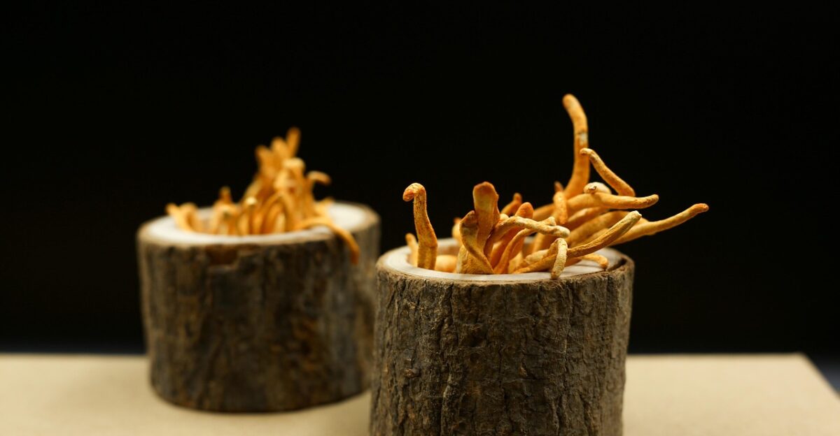 cordyceps mushrooms mushrooms medicinal fungi traditional medicine healthy organic cordyceps mushrooms cordyceps mushrooms cordyceps mushrooms cordyceps mushrooms cordyceps mushrooms