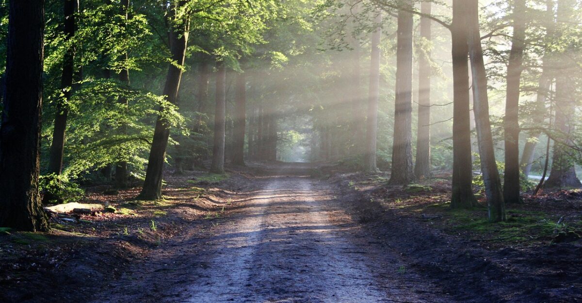 avenue trees path sunbeams sunrays woods woodlands forest trail forest path forest trail nature path nature trail nature landscape netherlands forest forest nature nature nature nature nature