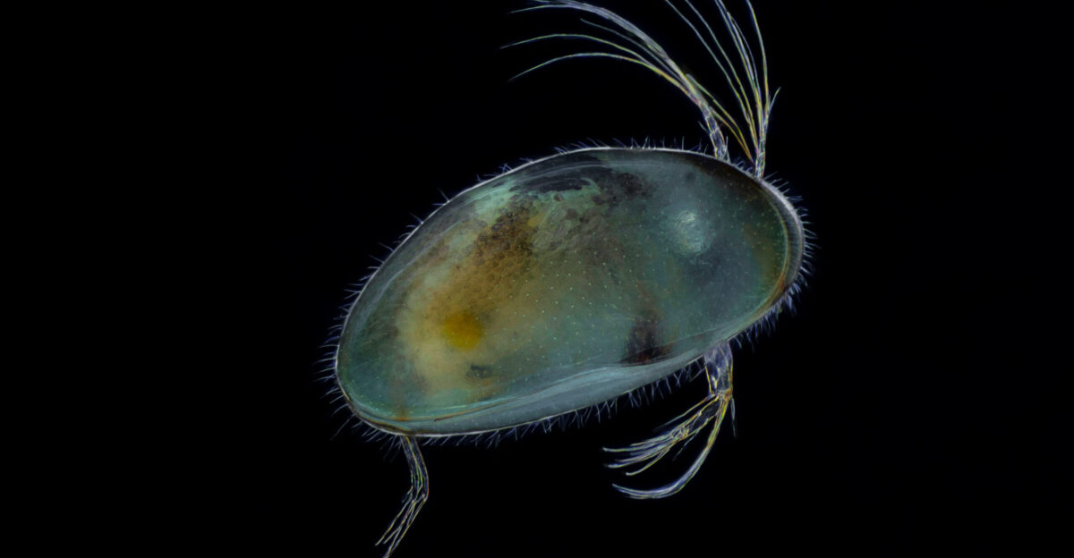 A freshwater ostracod of genus Heterocypris Heterocypris sp photographed under a microscope using an 8x objective The specimen was collected from a pond in Rakvere Estonia in April 2024 The image clearly shows the characteristic bivalved carapace of the ostracod which is semi-transparent with a greenish-yellow coloration The fine setae along the edge of the carapace and the characteristic antennae are particularly well visible The antennae extending from the carapace are important locomotory organs for ostracods The specimen was photographed against a black background which excellently highlights the semi-transparent structure of the animal s carapace and its delicate appendages The lighting technique used differs from conventional transmitted microscope illumination - instead reflected light from a photographic speedlight flash was used This lighting solution allows for exceptional detail in revealing the object s surface texture and transparent structures The image was created using focus stacking technique which allows achieving great depth of field even in microscopic photography This technique is particularly important when photographing microorganisms as it enables sharp details to be captured in both the near and far portions of the subject