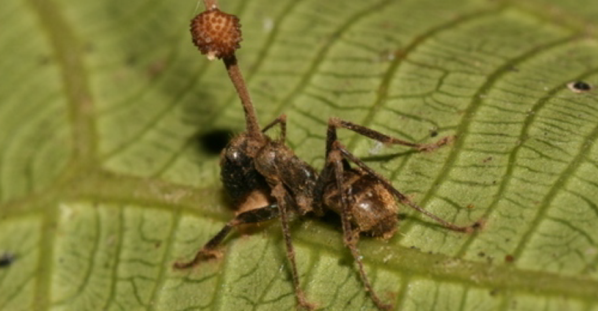 Ants biting the underside of leaves as a result of infection by O. unilateralis. The top panel shows the whole leaf with the dense surrounding vegetation in the background and the lower panel shows a close up view of dead ant attached to a leaf vein. The stroma of the fungus emerges from the back of the ant's head, and the perithecia, from which spores are produced, grows from one side of this stroma, hence the species epithet. The photograph has been rotated 180 degrees to aid visualization.
<p>Fungus species: <i>Ophiocordyceps unilateralis</i>
</p><p>Ant species: <i>Camponotus leonardi</i>
</p>
doi:10.1371/journal.pone.0004835.g001
