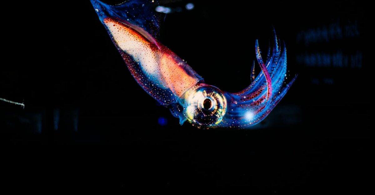 Stunning close-up of a vibrant squid glowing in dark ocean waters