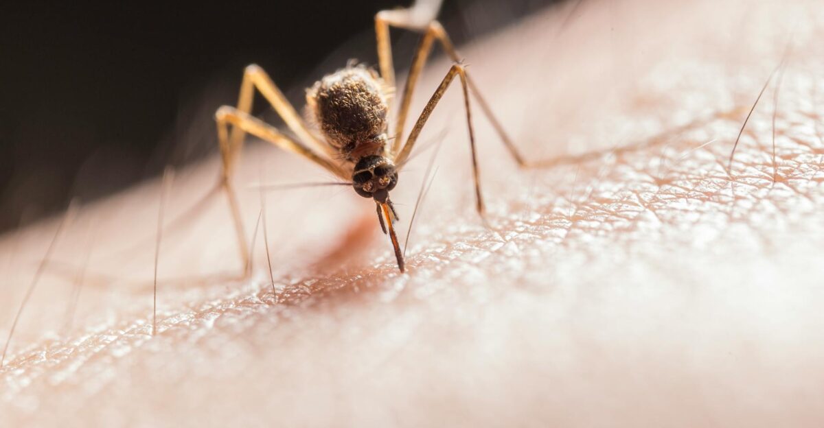 Macro shot capturing a mosquito piercing skin with its proboscis highlighting its role as a pest