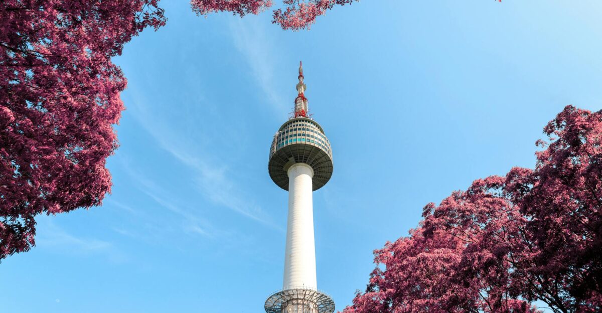 A stunning view of N Seoul Tower surrounded by pink foliage under a clear blue sky in Seoul South Korea