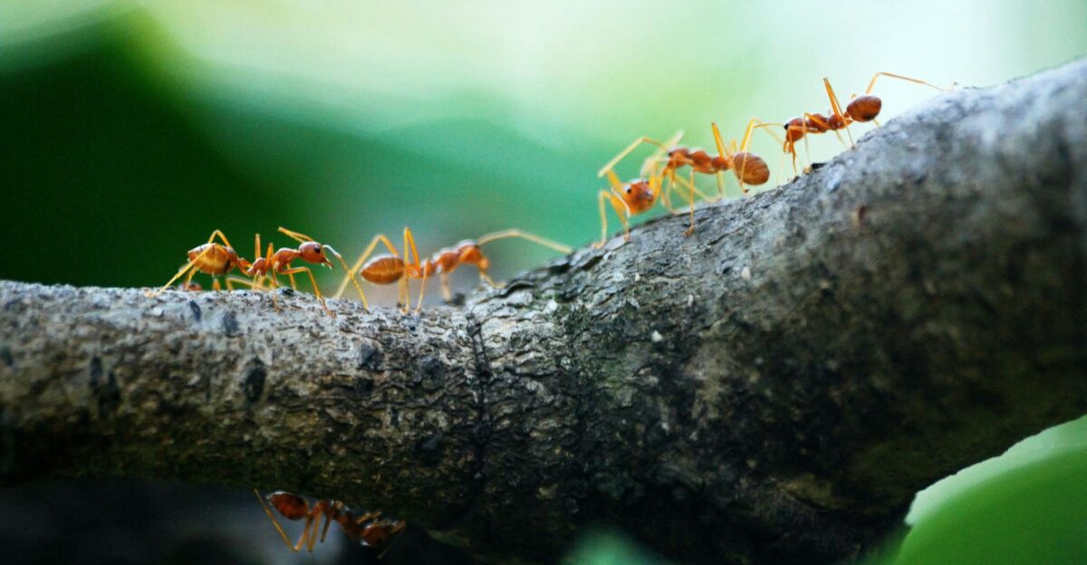 Close-up view of weaver ants working together on a tree branch in nature