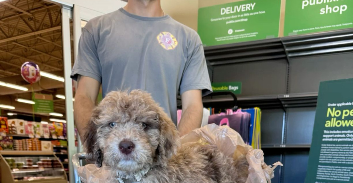 Puppy by Mikhaela Bitton Photography