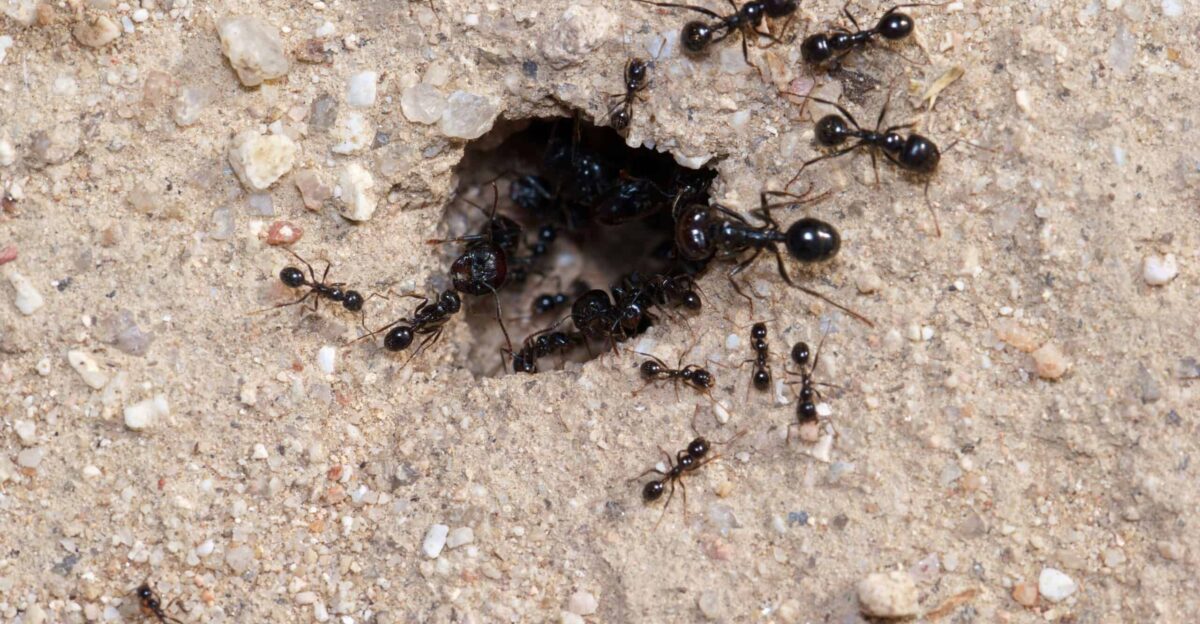 Asian Needle Ants Spread in Eastern U S Raising Alarms by Animals Around The Globe