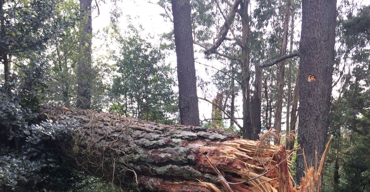 Fallen Tree by Megan Amy