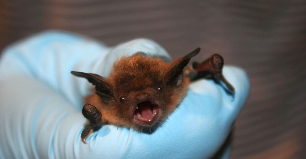 Litte brown bat FWS gov