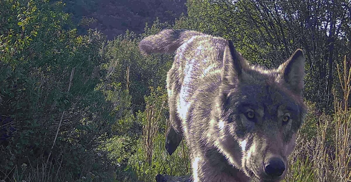 Wildlife officials approve another 100 000 for Colorado rancher whose livestock was killed by wolves by sam