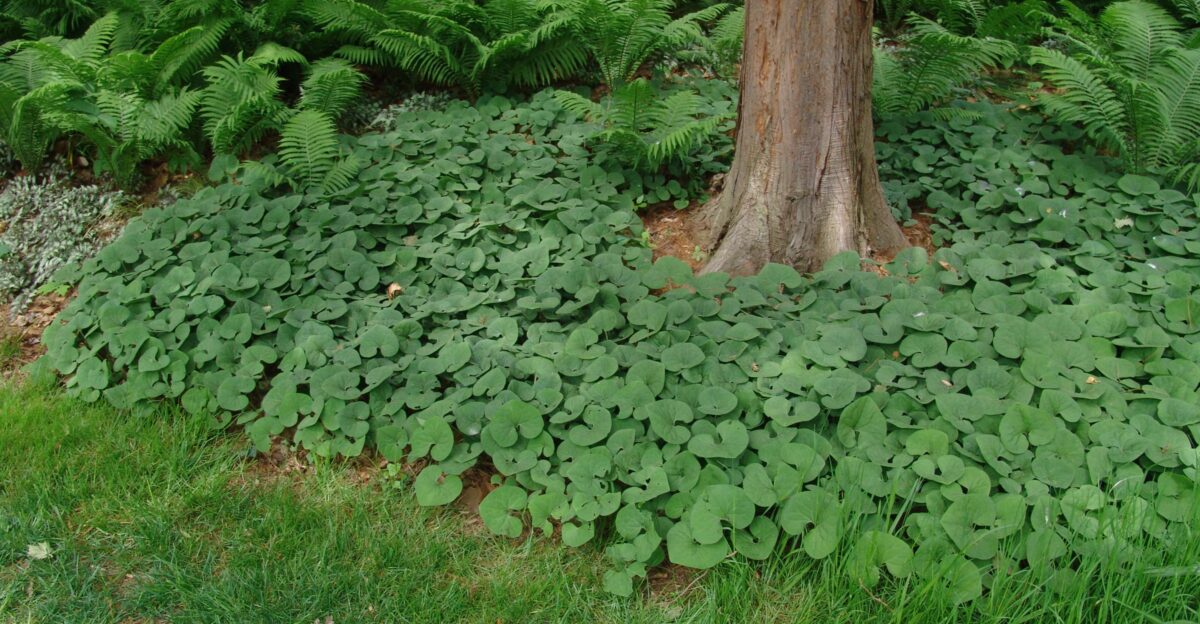 Wild Ginger Great ground cover and native Pennsylvania plant by Joyce Egan