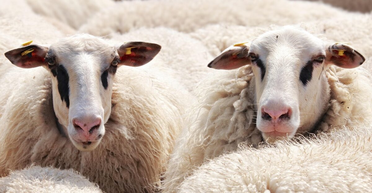 sheep flock of sheep animals wool flock farm animals mammals animal world ruminants nature heads sheep heads portrait