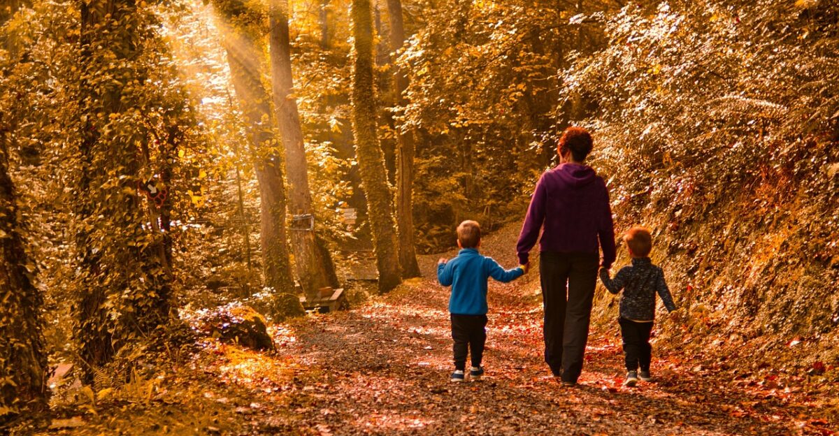 family forest walk sun kids nature