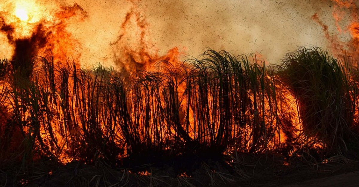 wildfire, bushfire, flames, fire, environment, nature, landscape, wildfire, wildfire, wildfire, wildfire, wildfire, bushfire
