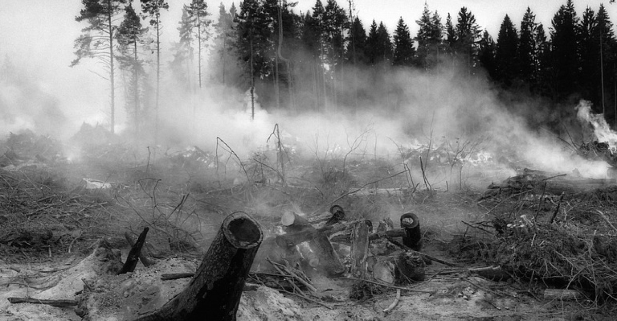 the forest fell, fire, smoke, tree, nature, wildfire