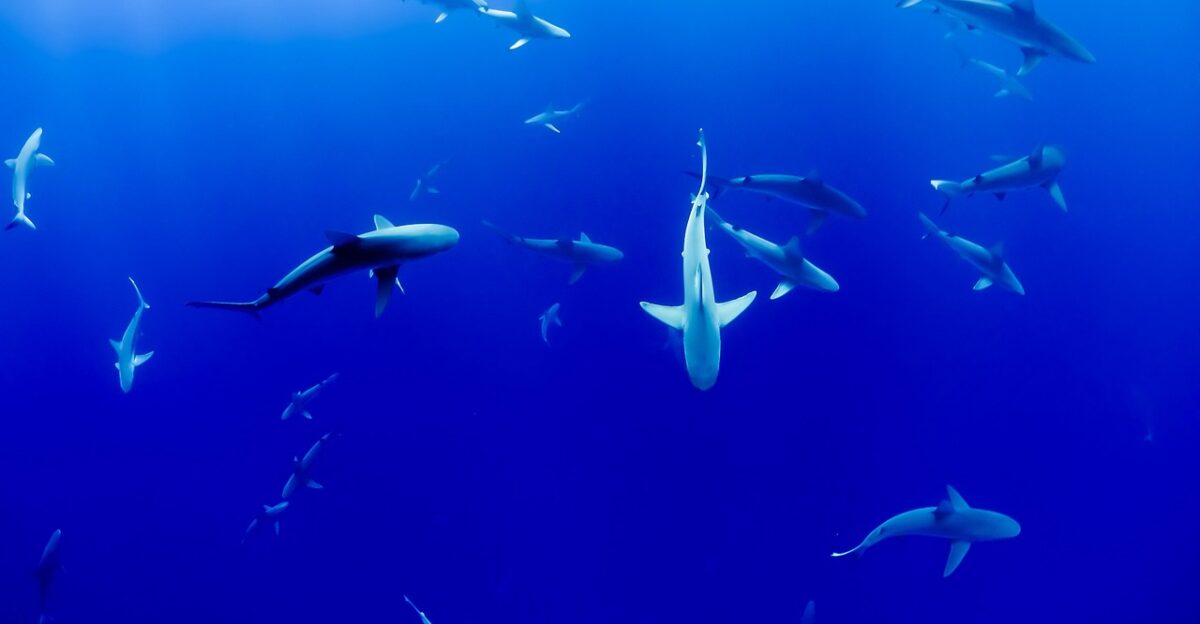sharks nature aquarium fish ocean sea swimming underwater water blue water blue ocean blue sea