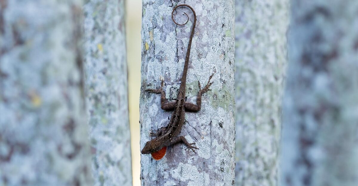 brown anole lizard reptile tropical green crawling florida anole lizard anole anole anole anole anole