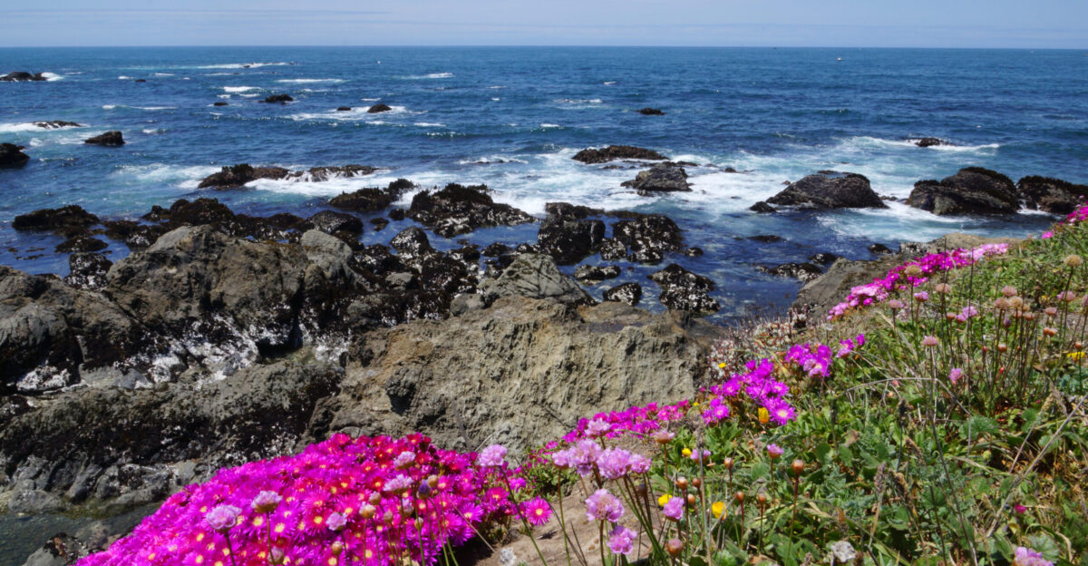 Mendocino Coast Botanical Gardens - Wikipedia