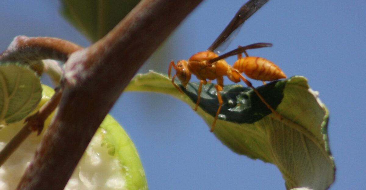 Paper wasp Polistes wattii at Zighy Bay in the Musandam Peninsula Oman