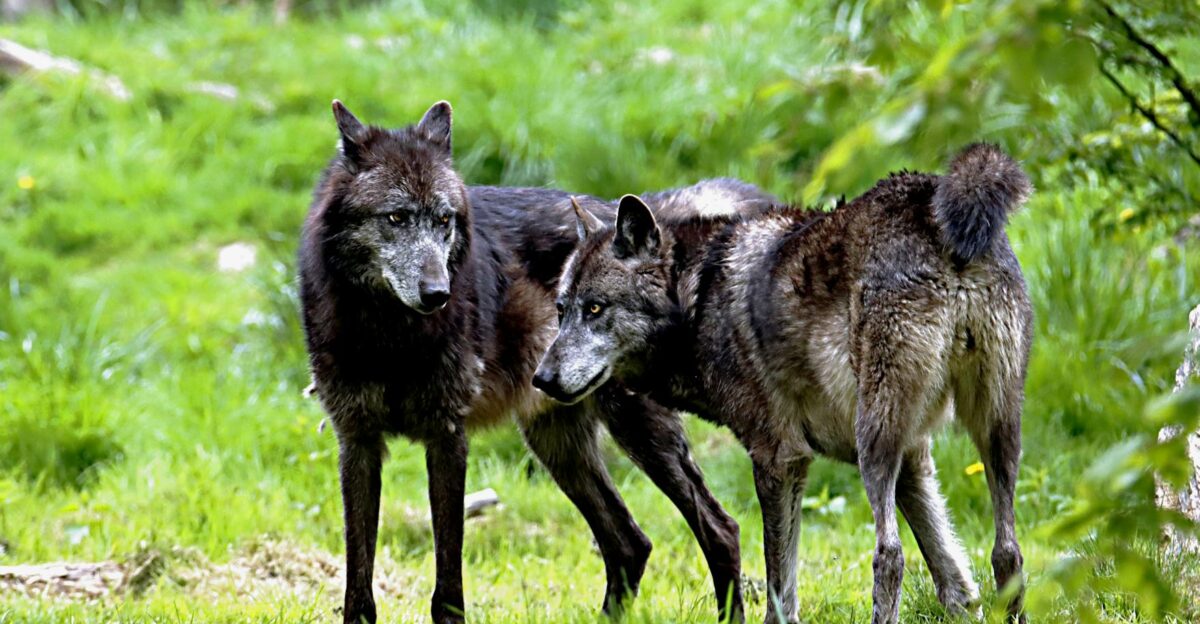 Two gray wolves standing in a lush forest environment showcasing their natural habitat