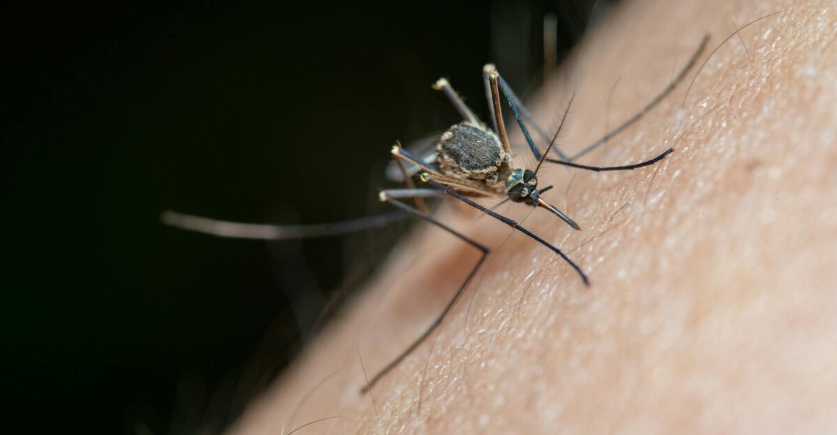 Detailed macro shot of a mosquito on human skin highlighting nature and insect life
