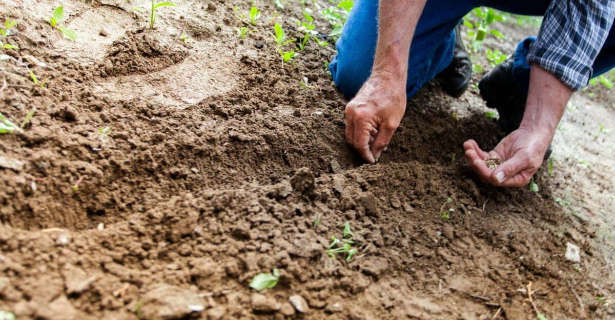 Close-up of a person planting seeds in soil emphasizing gardening and cultivation