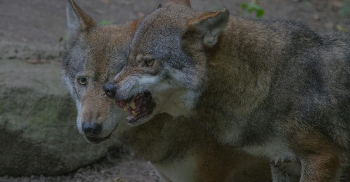 Two gray wolves displaying fierce expressions in a forest setting