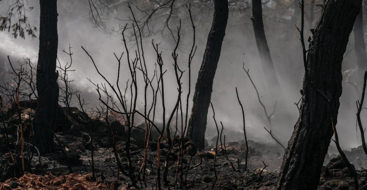 Burned forest with lingering smoke showcasing the aftermath of a devastating wildfire