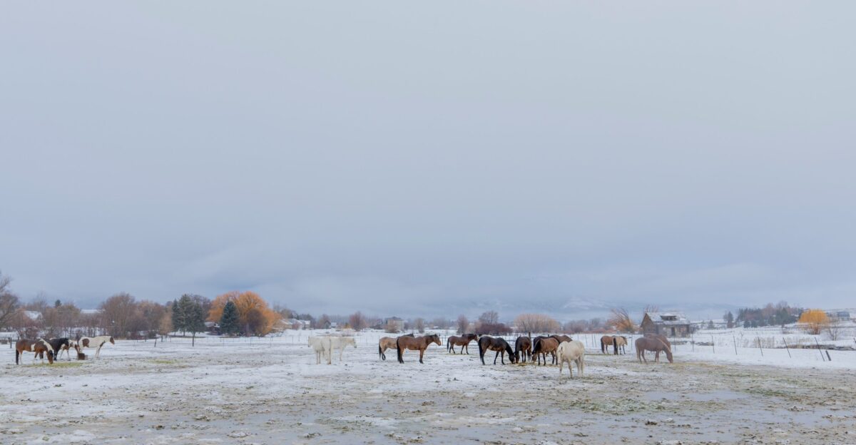 a herd of horses standing on top of a snow covered field