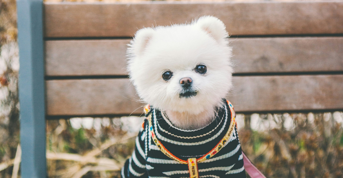 white puppy wearing black and white striped shirt standing on park bench