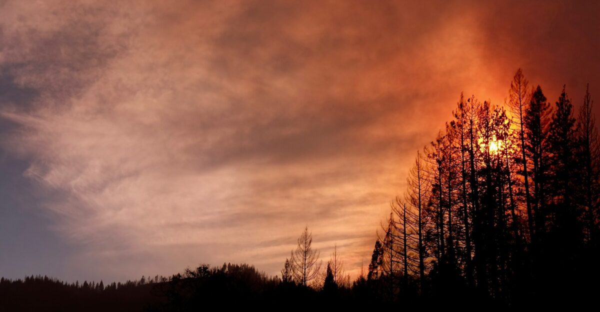 silhouette of trees at sunset