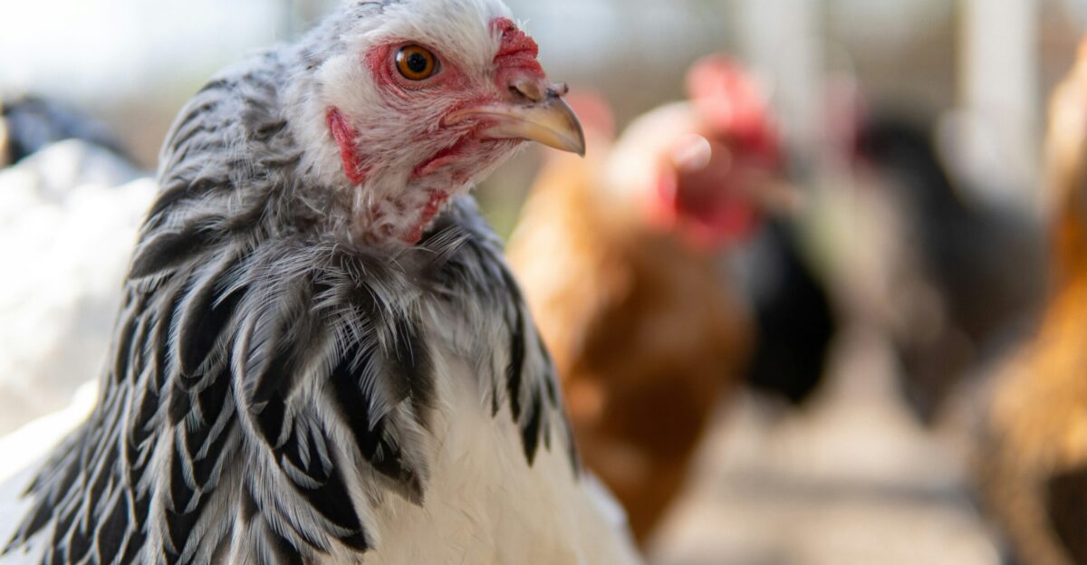 white and black chicken on brown soil