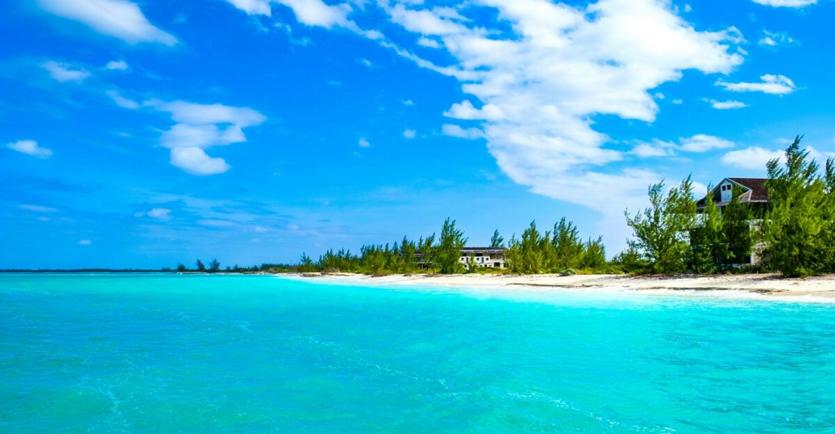 green palm trees on beach under blue sky during daytime
