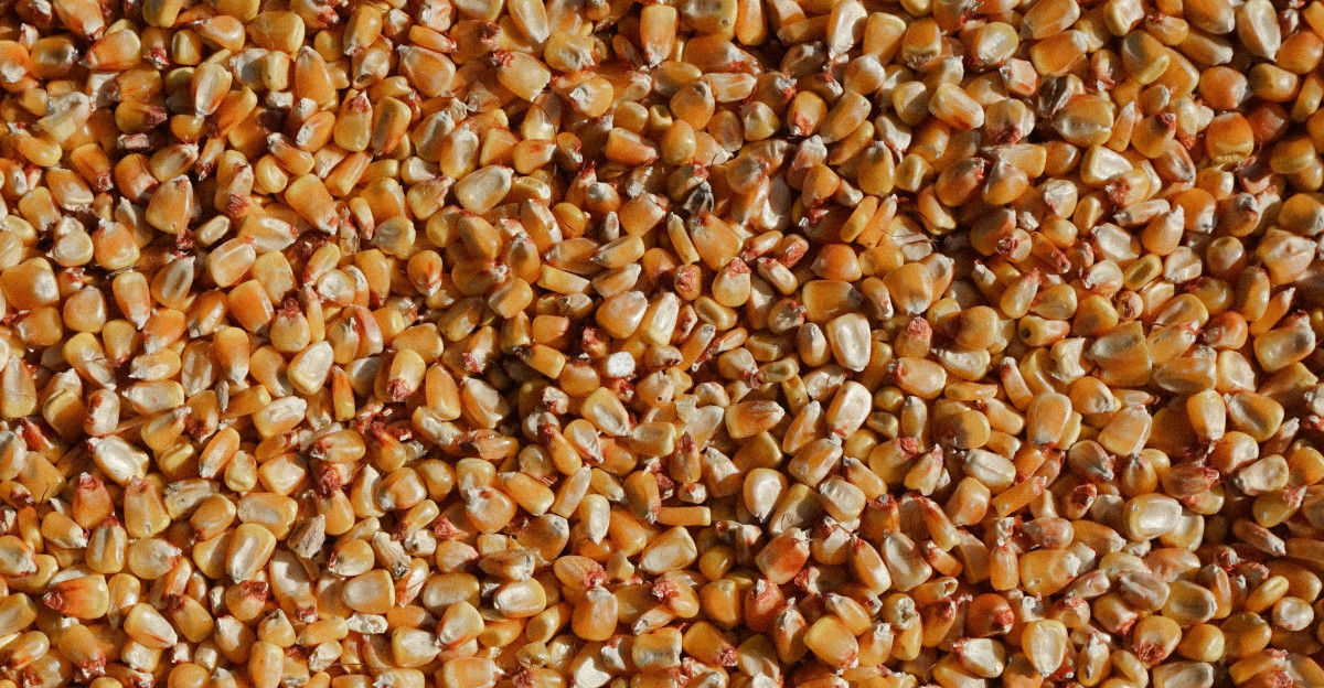a close up of a bunch of grain