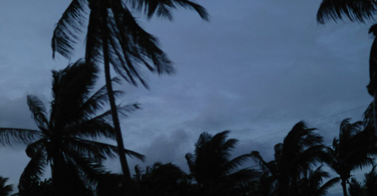 palm trees blowing in the wind on a cloudy day