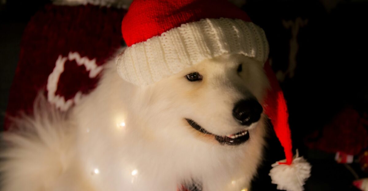 a white dog wearing a red and white christmas hat