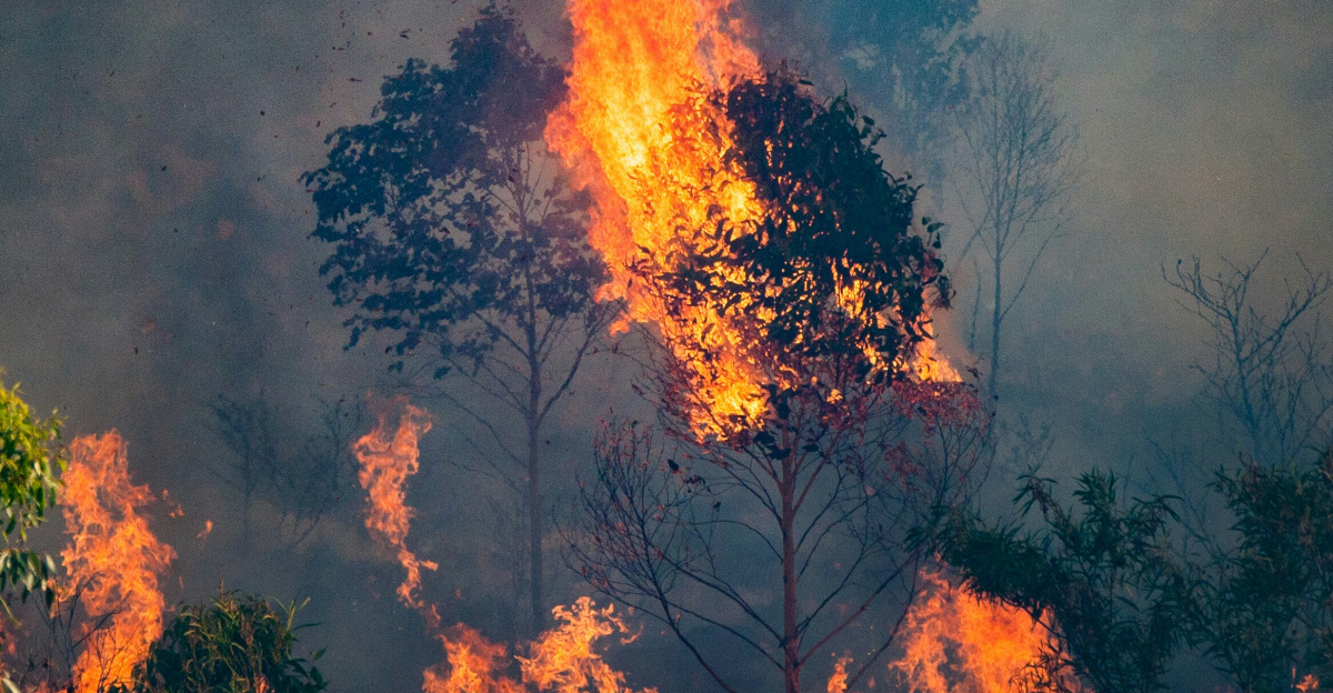 a forest fire burning through a forest filled with trees