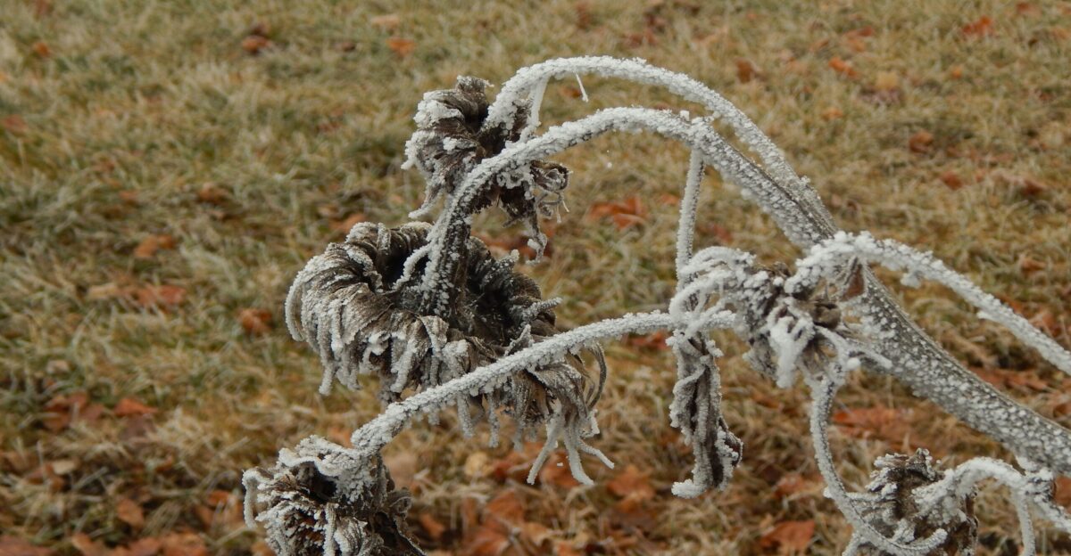 a frosty plant in the middle of a field