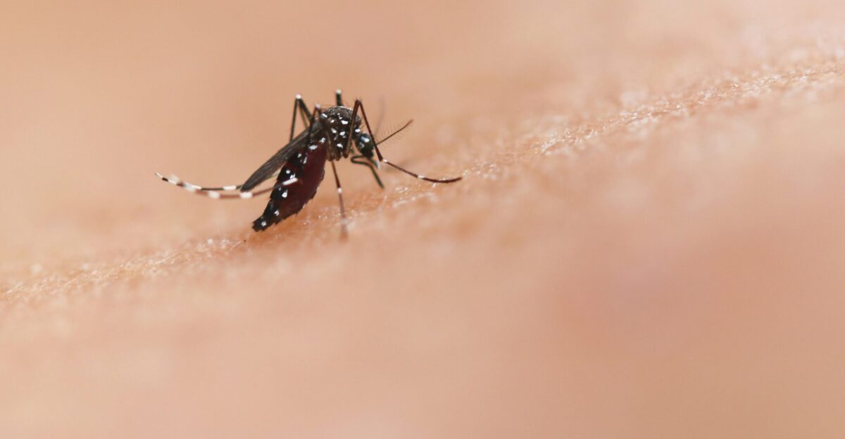 a close up of a mosquito on a human s skin